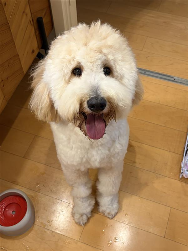 Milo — 等饭的姿态